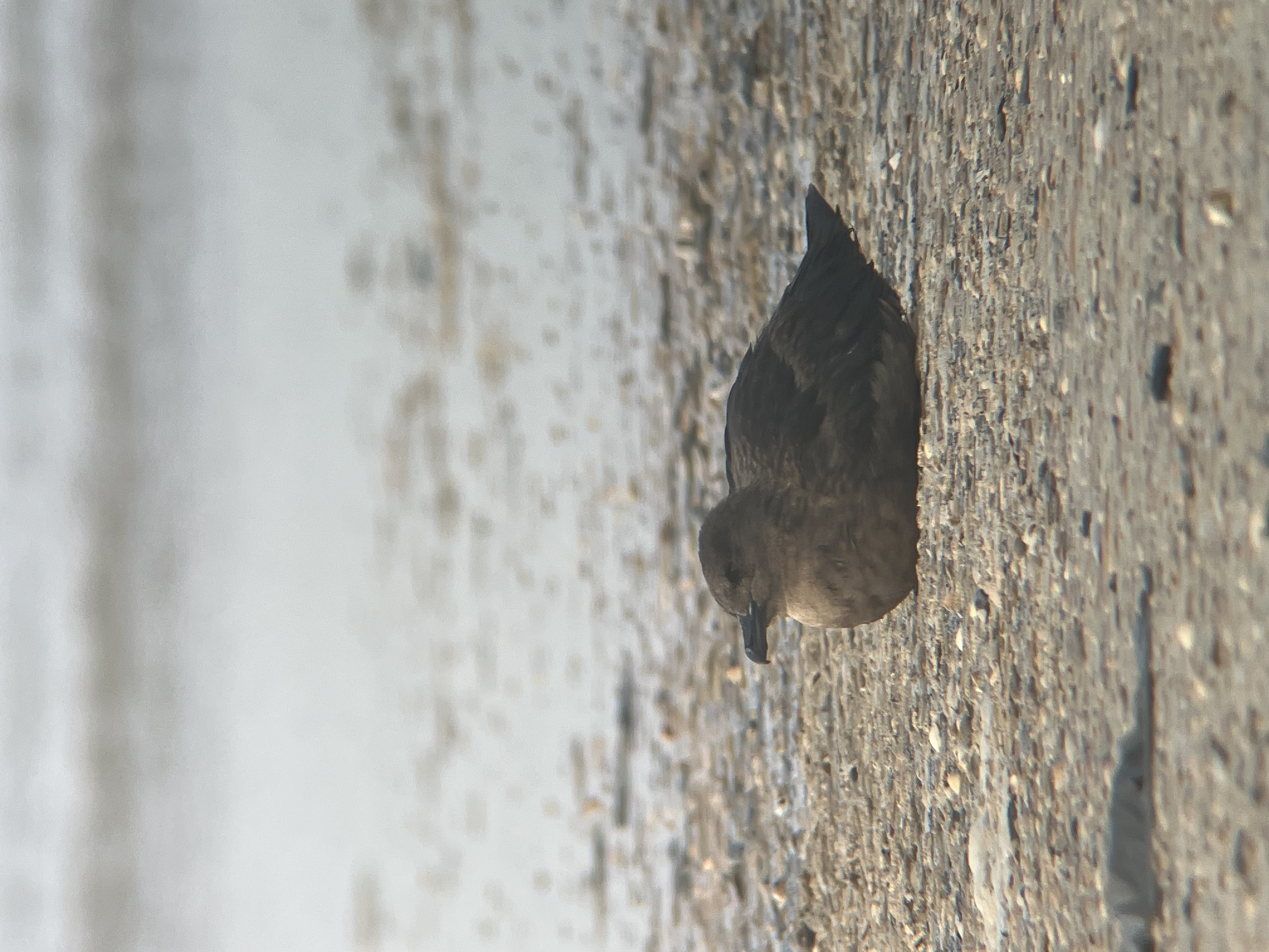 37965288 20251105151715 574511502