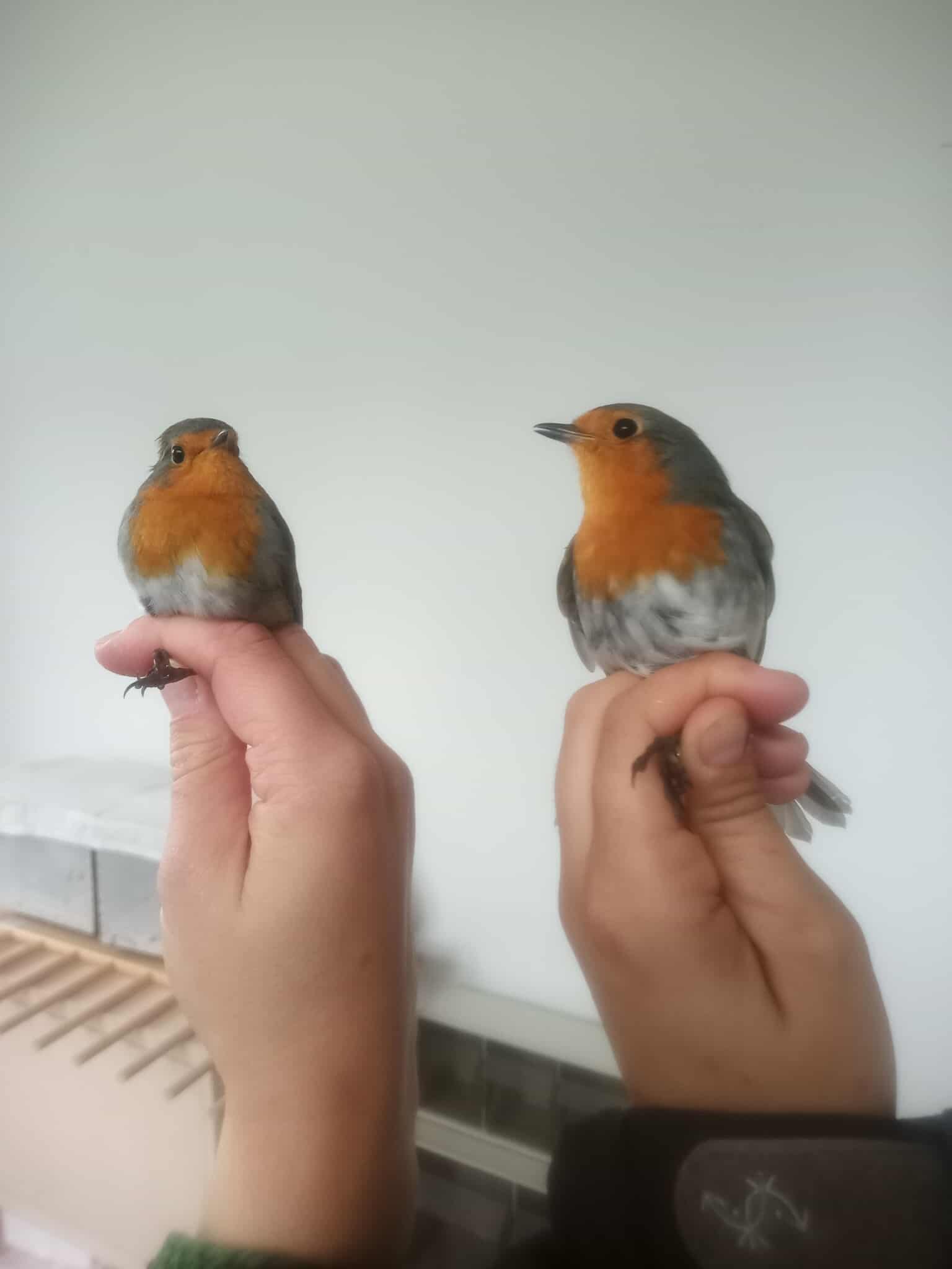 564464510 1351739873131371 1176806714704575325 n