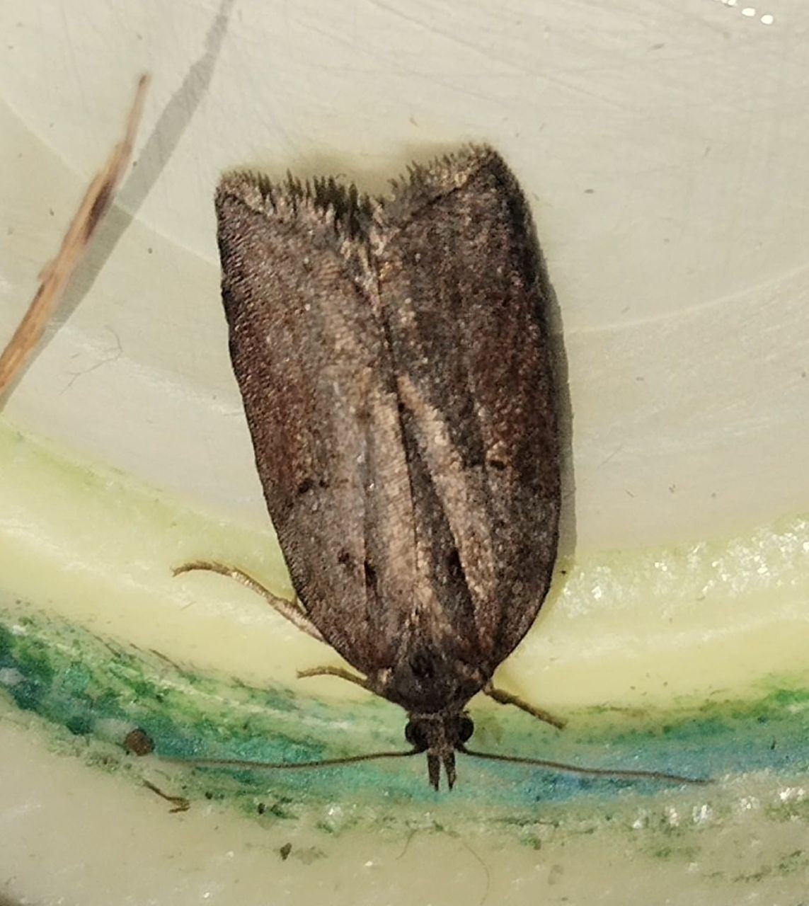 Acleris_hastiana.jpg