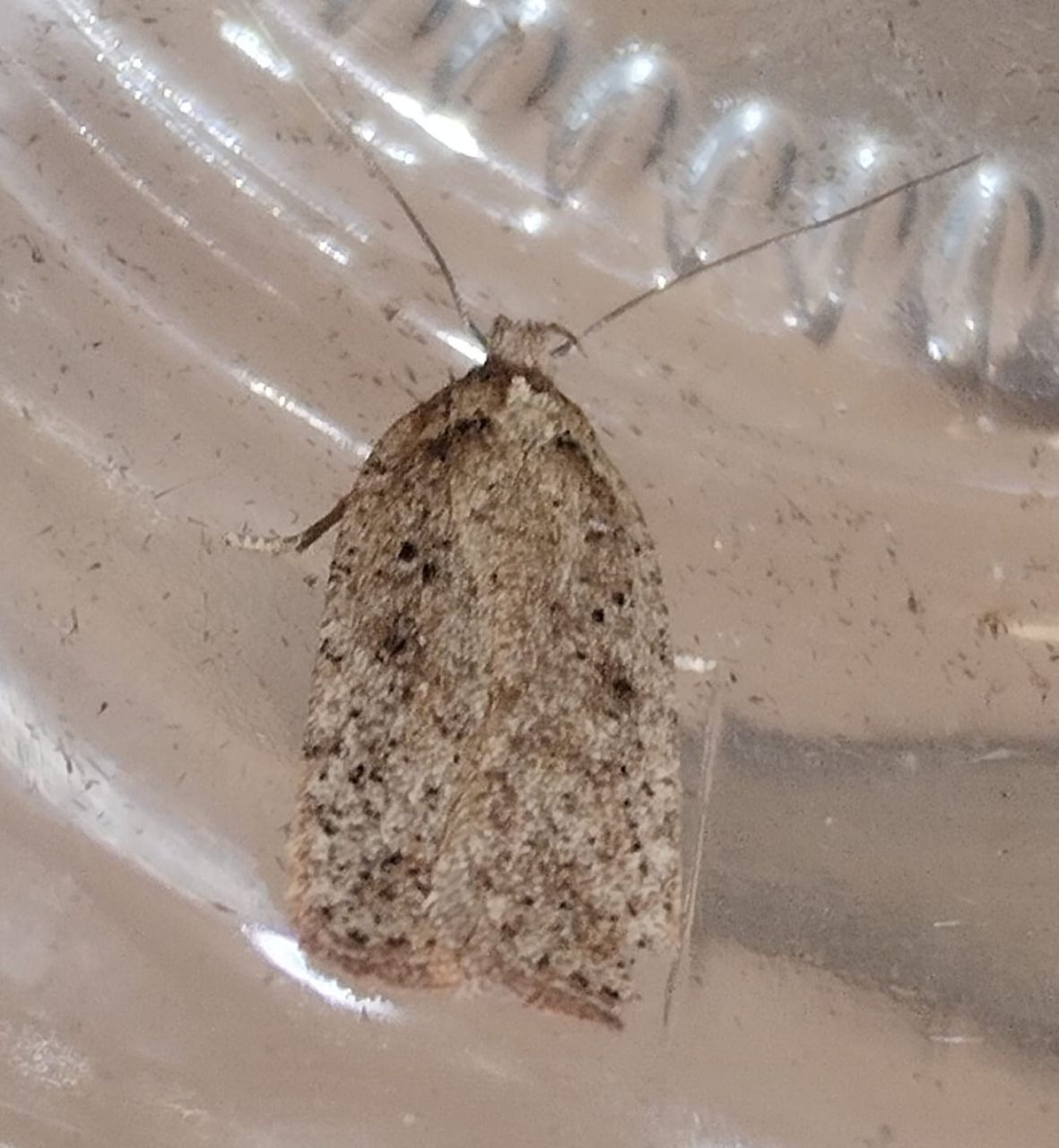 Agonopterix_scopariella.jpg_new.jpg