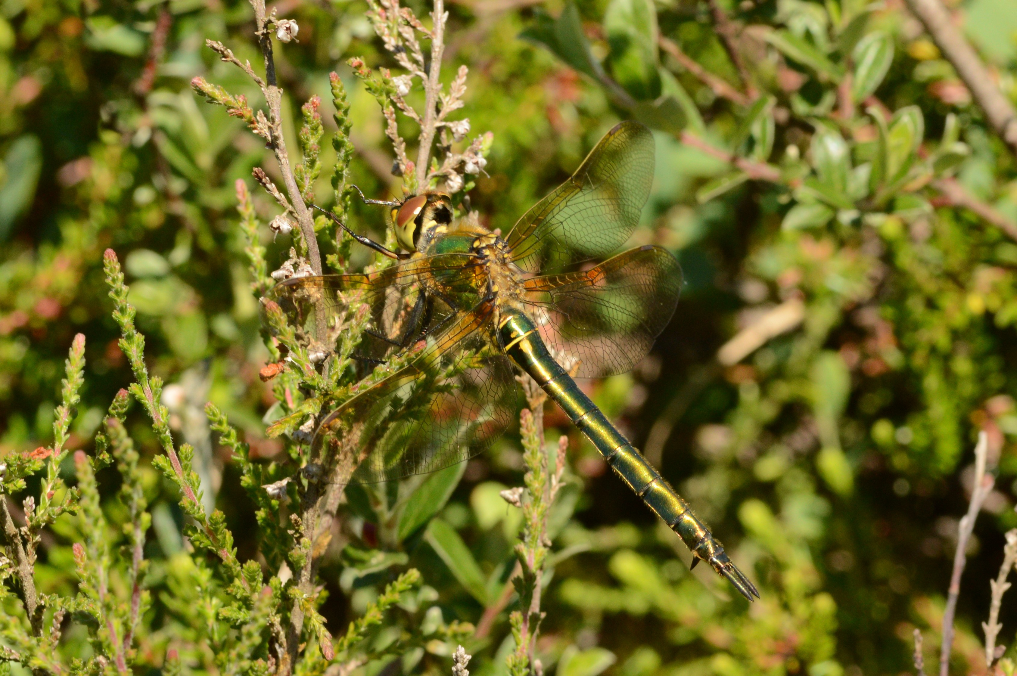 BRILLIANT_EMERALD_female_24.06.2021_Henne_Strand_Denmark_14.JPG