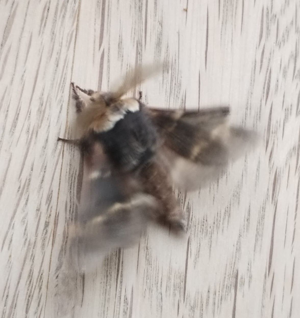 December_moth.jpeg