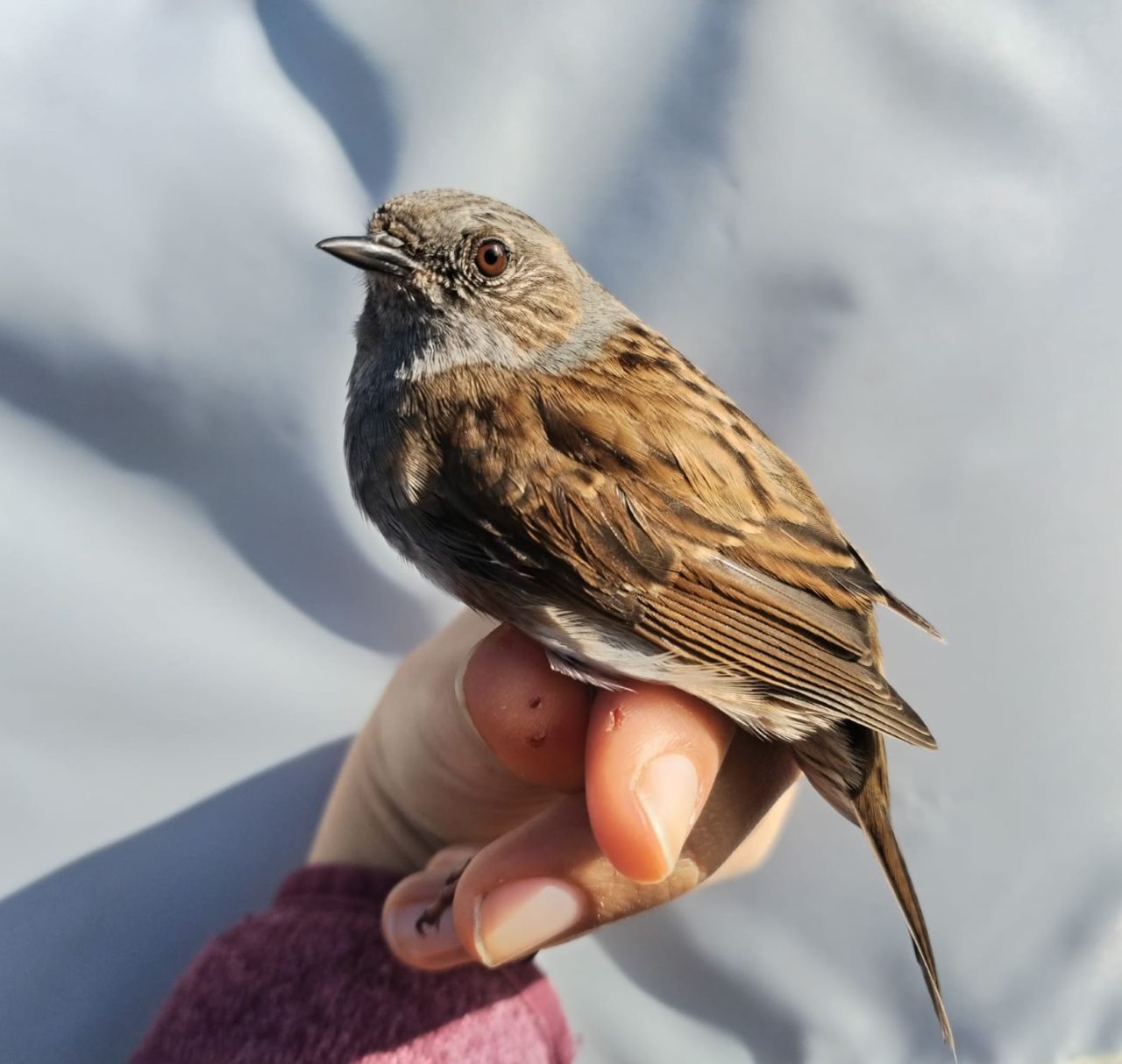 Dunnock_white.jpg