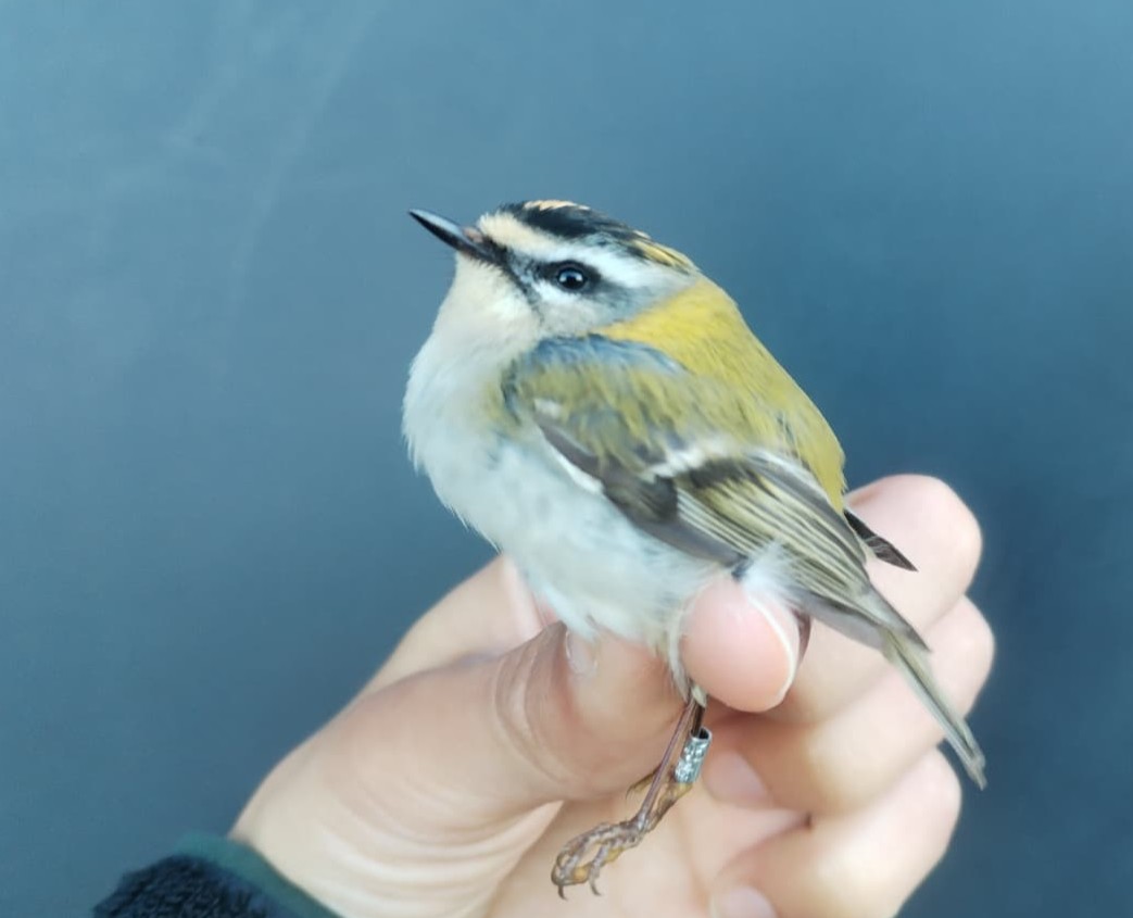 Firecrest_3.jpeg