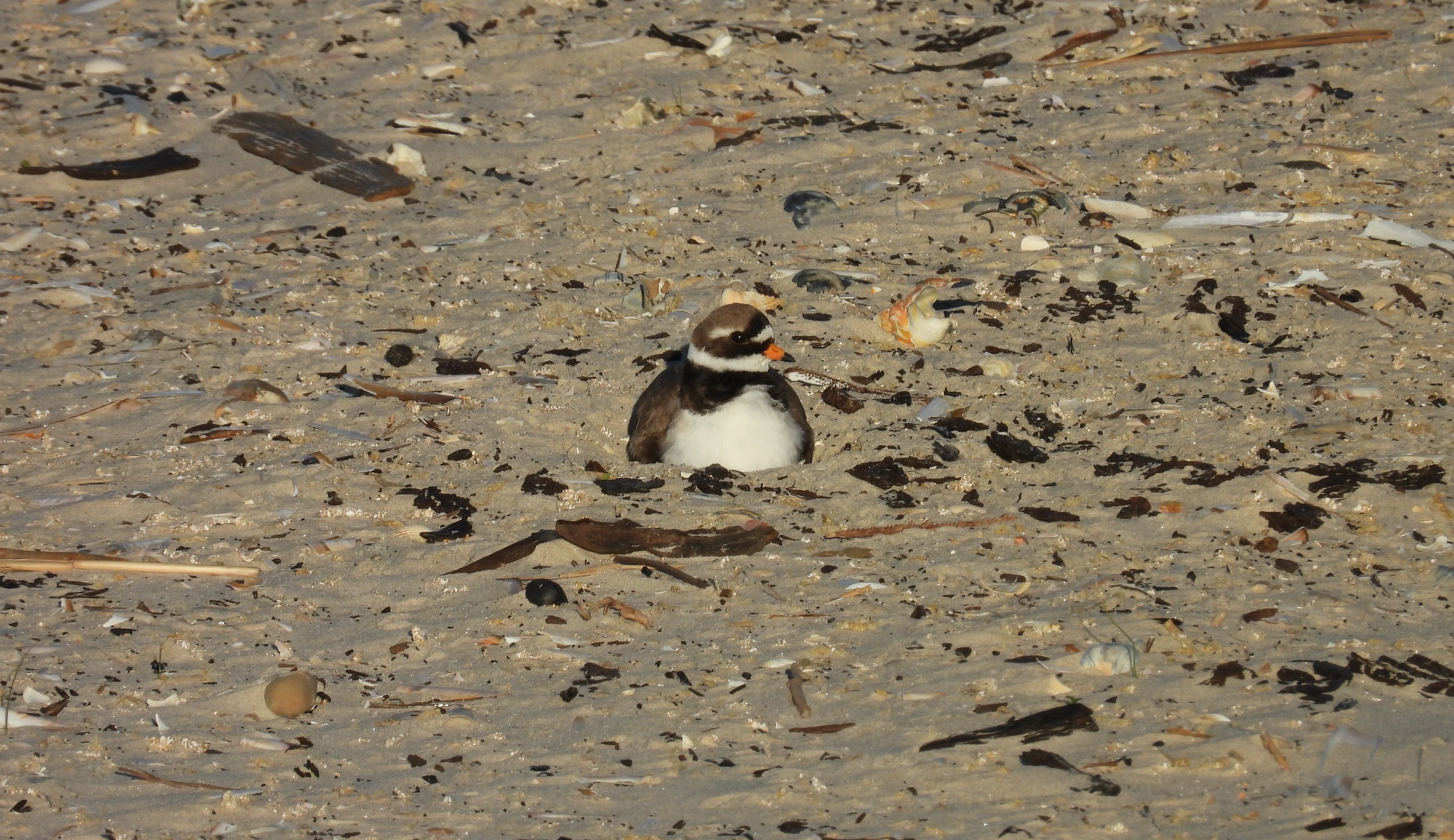 Foto_ringed_plover_met_nest.jpeg
