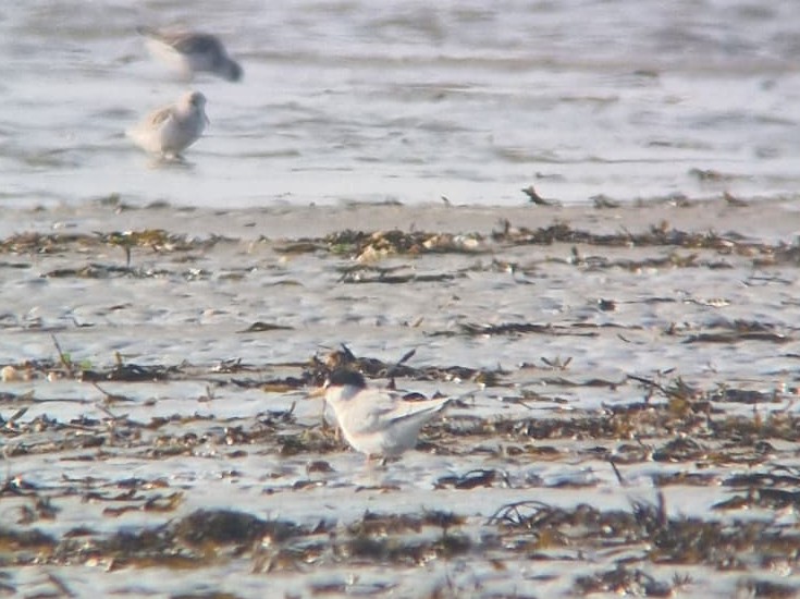 Little_tern_on_the_beach.jpeg