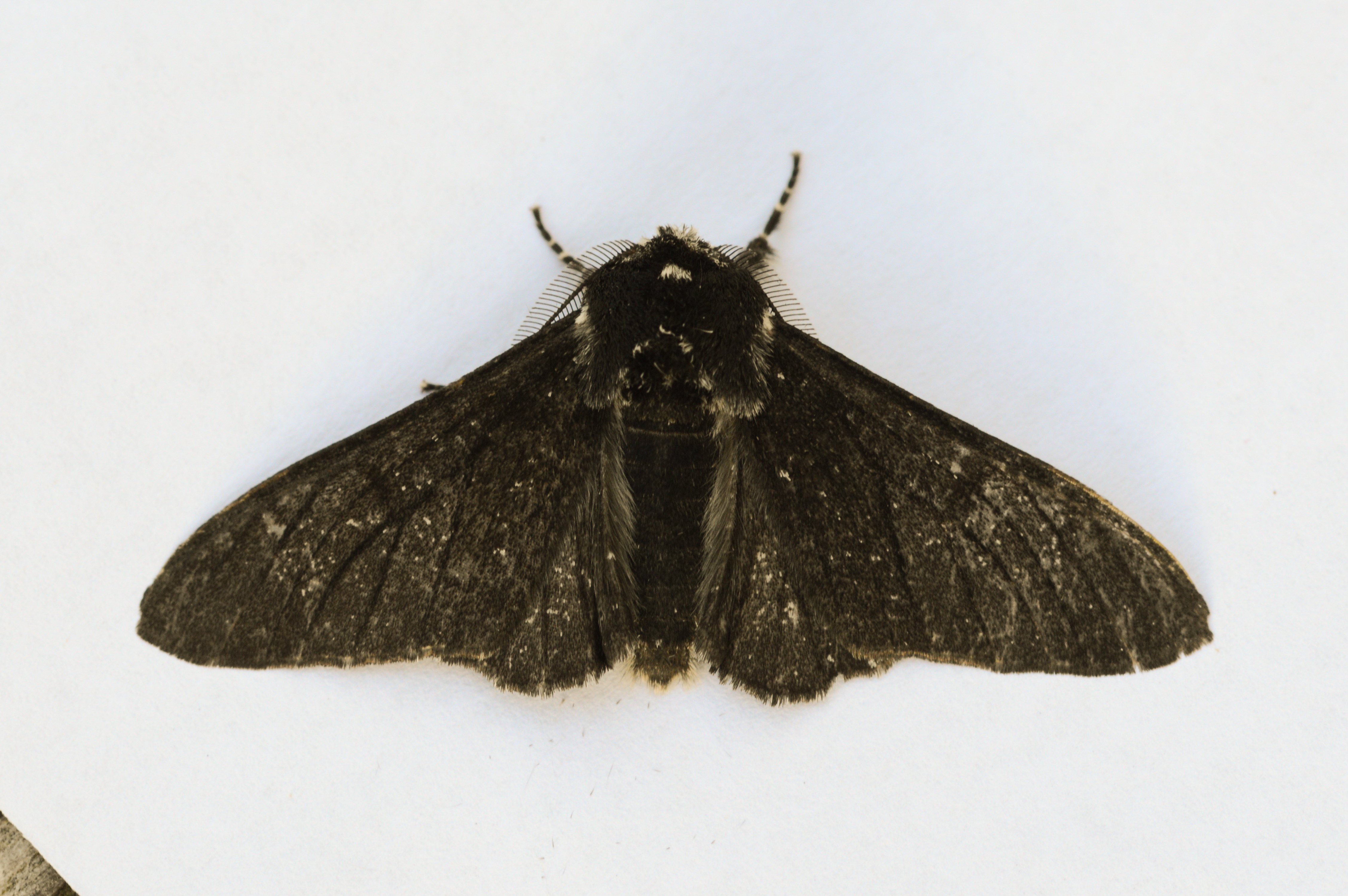 PEPPERED_MOTH_form_carbonaria_24.06.2021_Blavand_Denmark_39.jpg