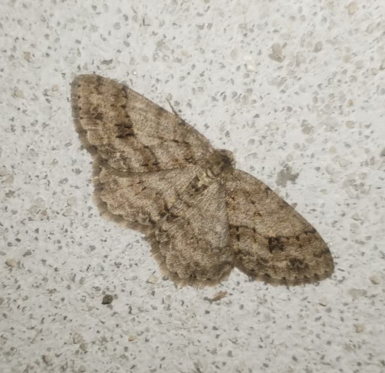 Small_Engrailed.jpeg