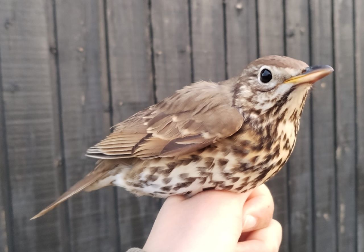 Songthrush_WoMo.jpg