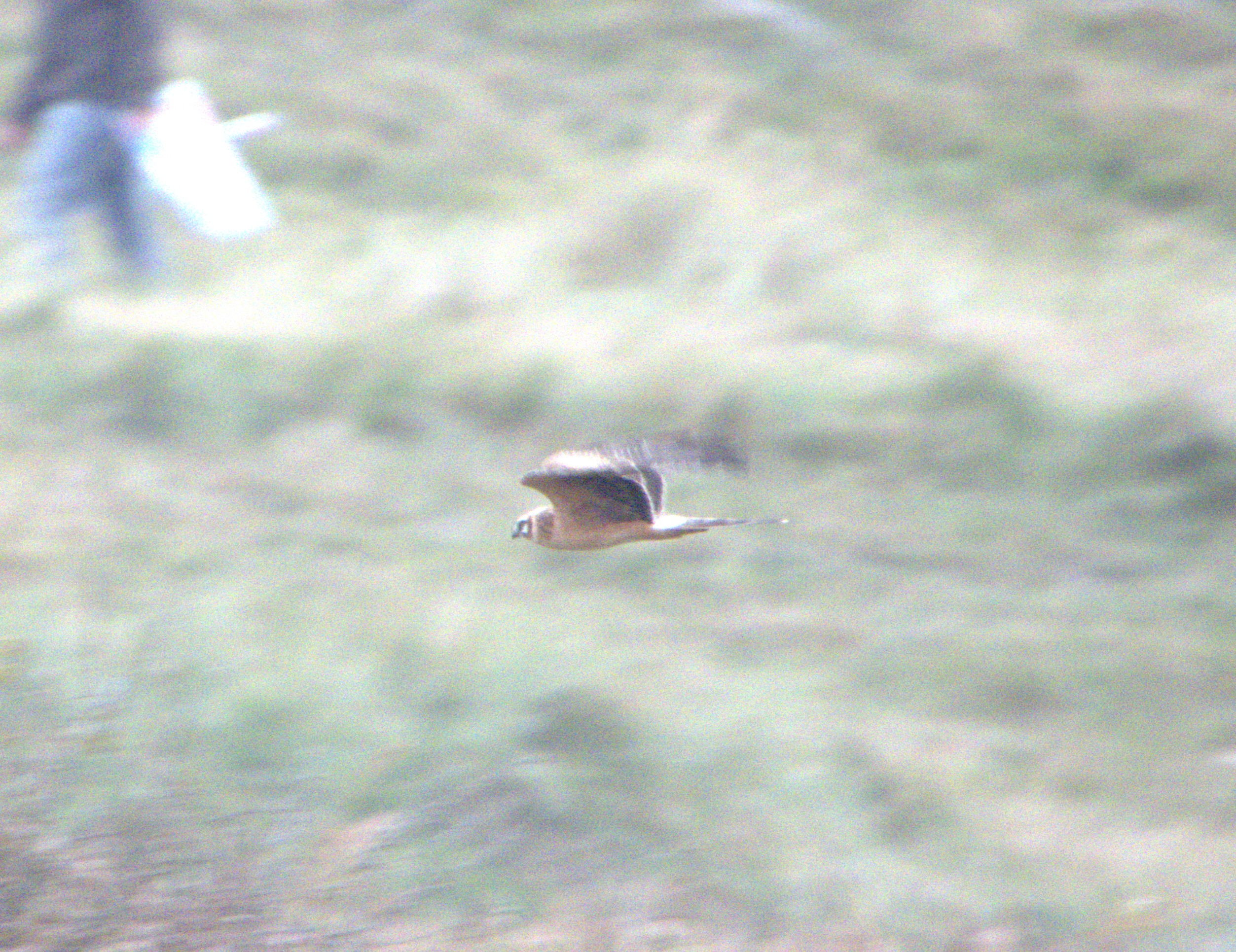 Steppehøg 20 10 2025