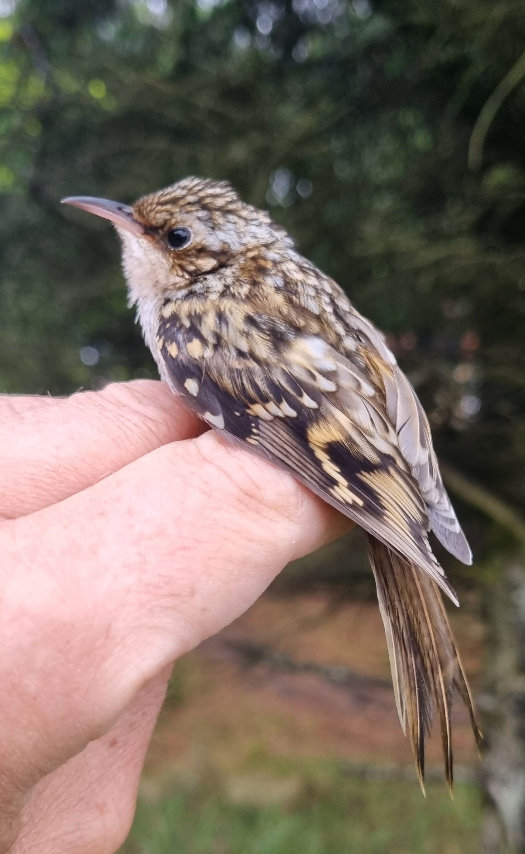 Treecreeper06062022.jpg