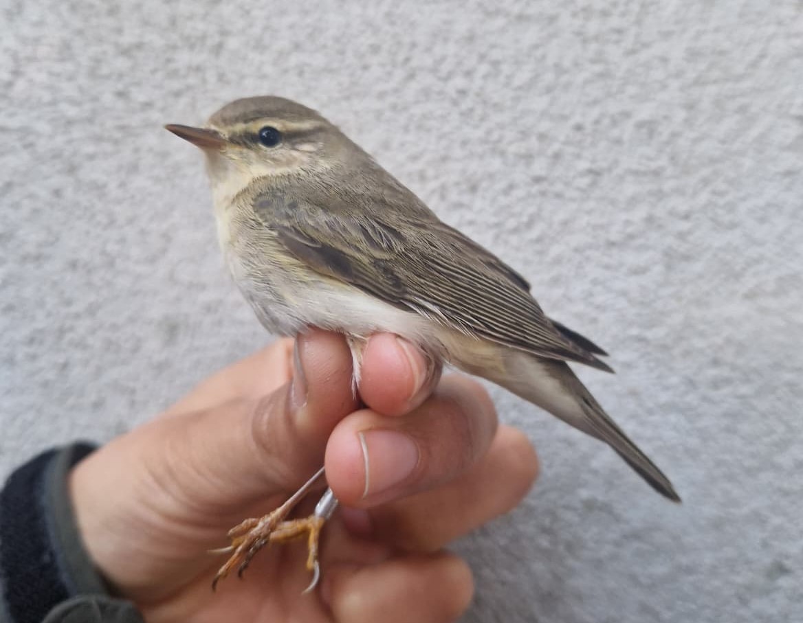 Willow_Warbler_first_of_the_season.jpeg