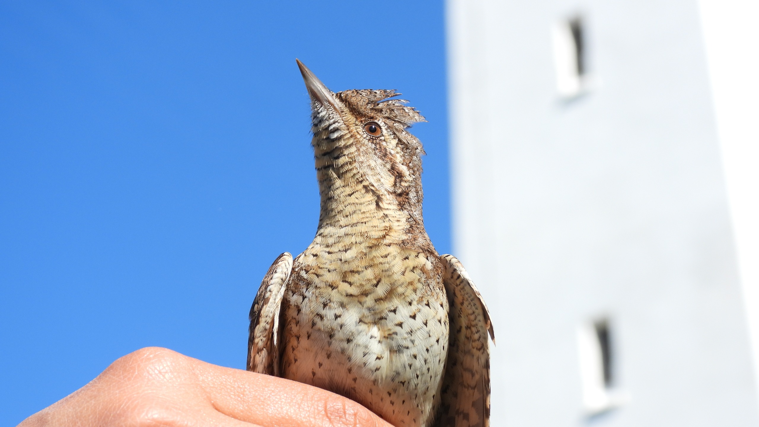 Wryneck_closeup.jpeg