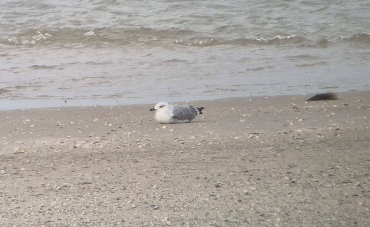 Yellow_legged_Gull_DKU.jpg