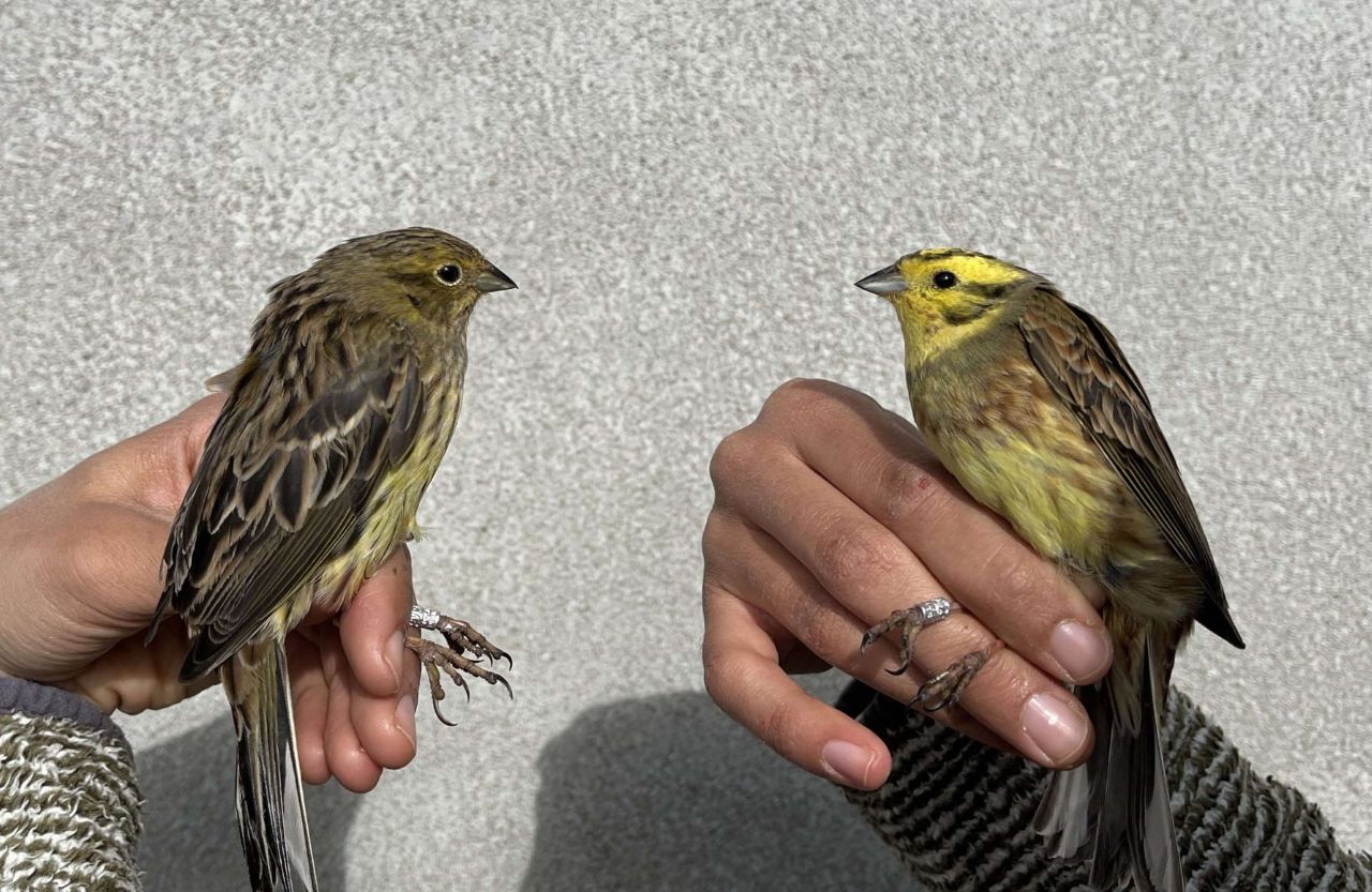 Yellowhammer couple