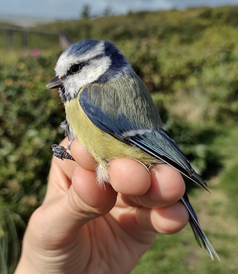 Blue tit 16 09 2026