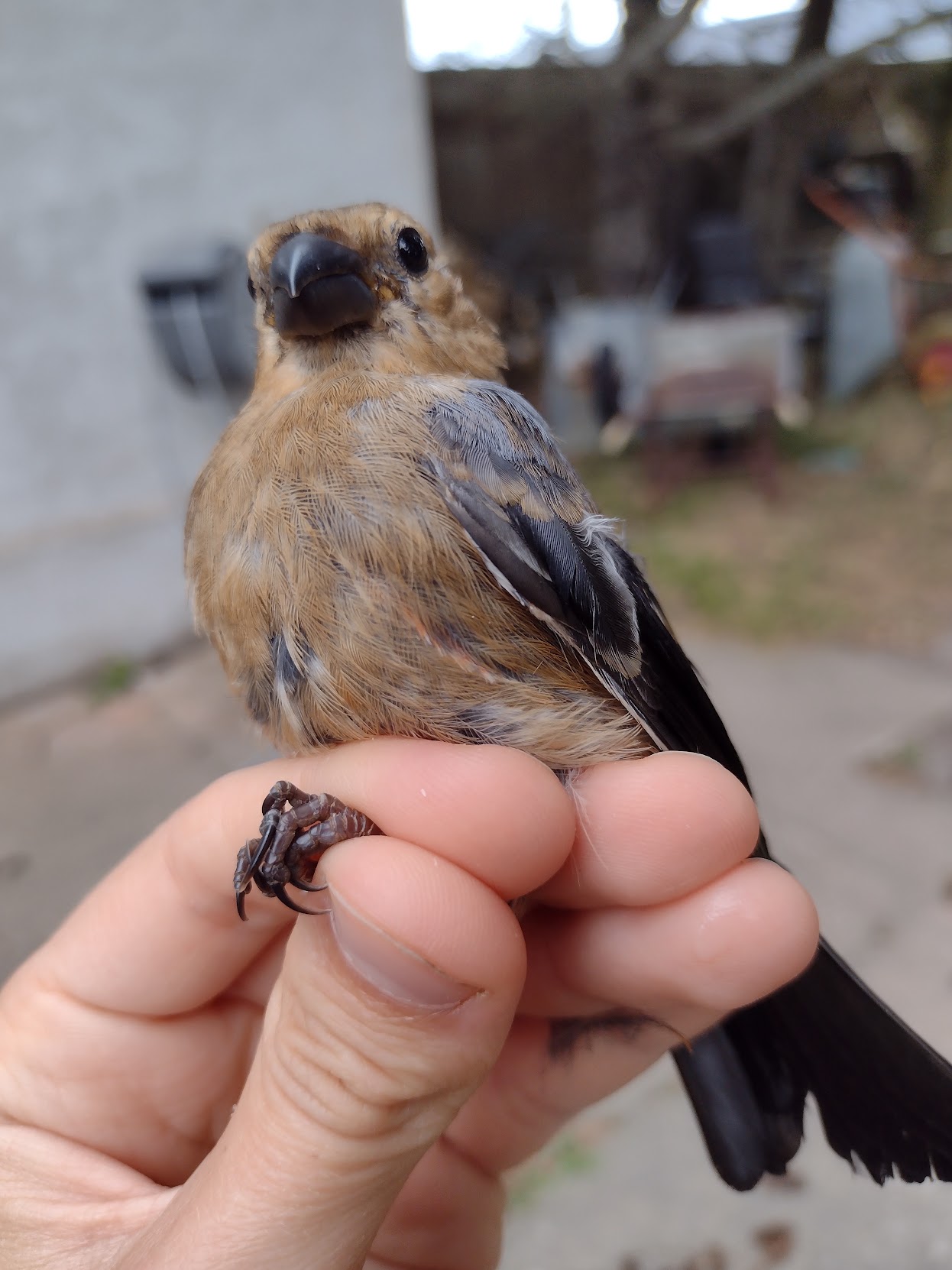 Bullfinch 18 08 2026