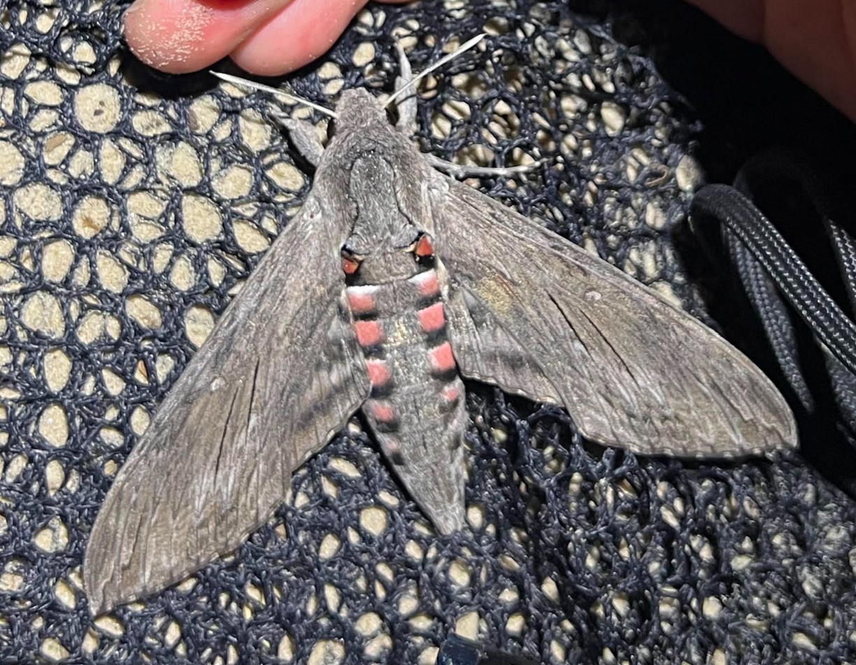 Convolvulus hawk moth 11 08 2026
