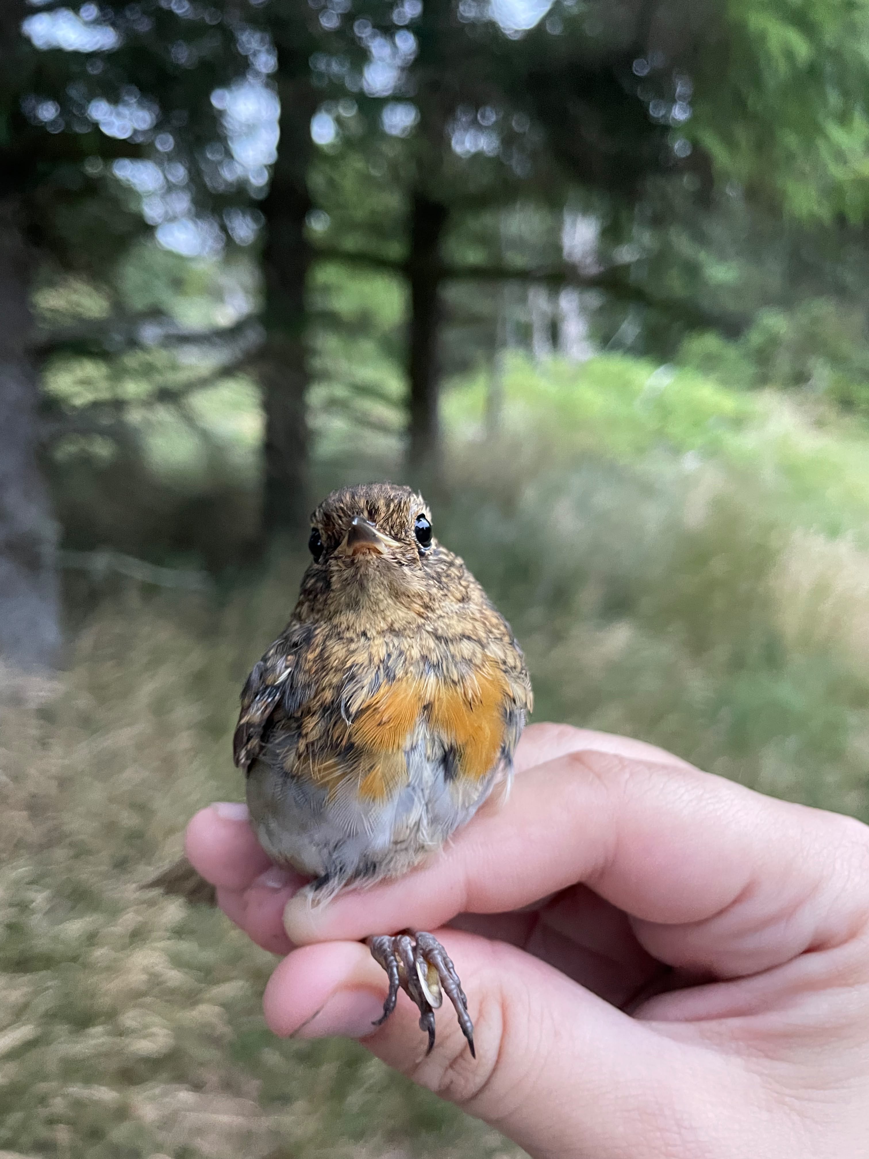 25 7.robin