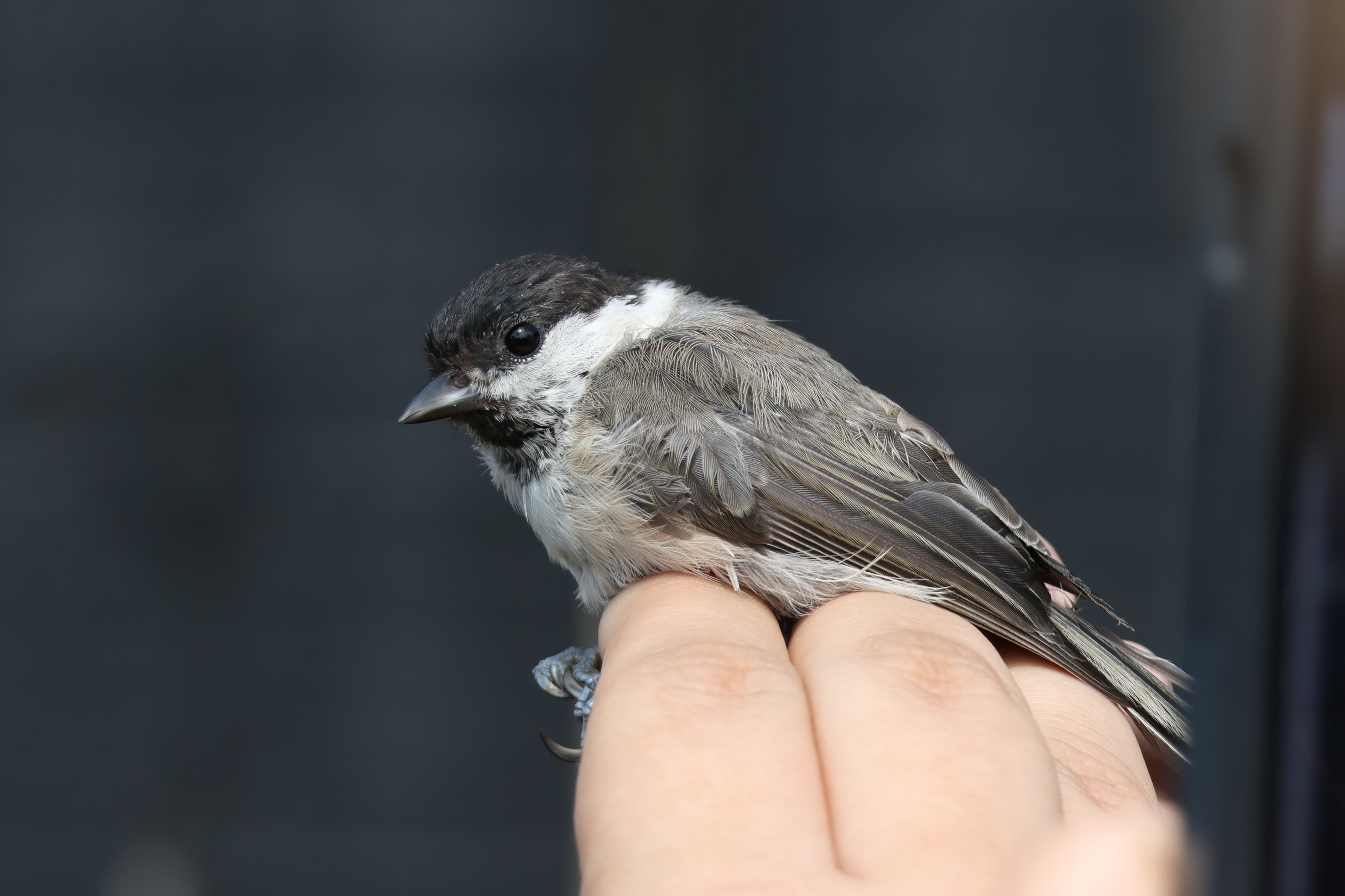 Marsh Tit 29 07 2026