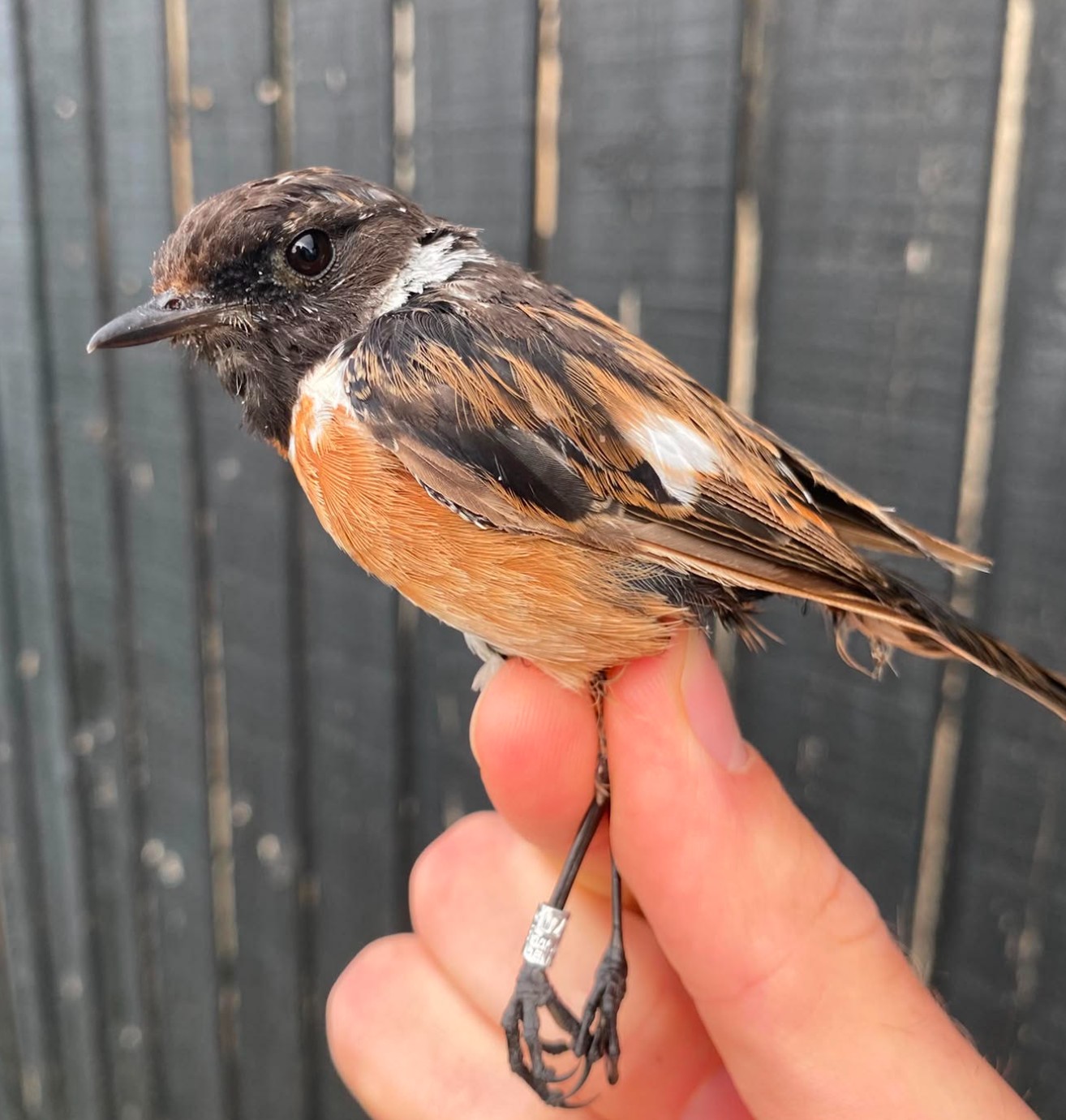 Stonechat 20 08 2026