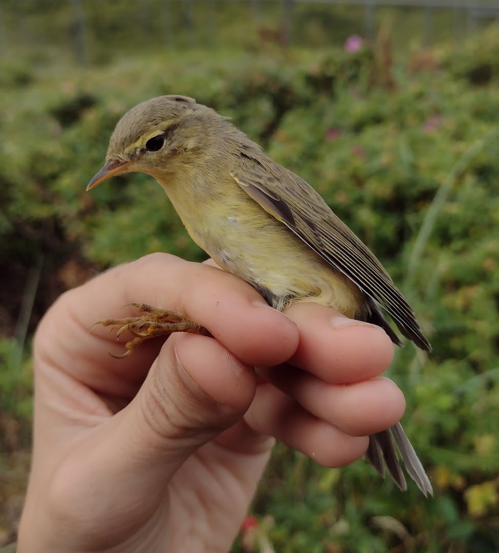 Willow Warbler 1k 17 08 2026