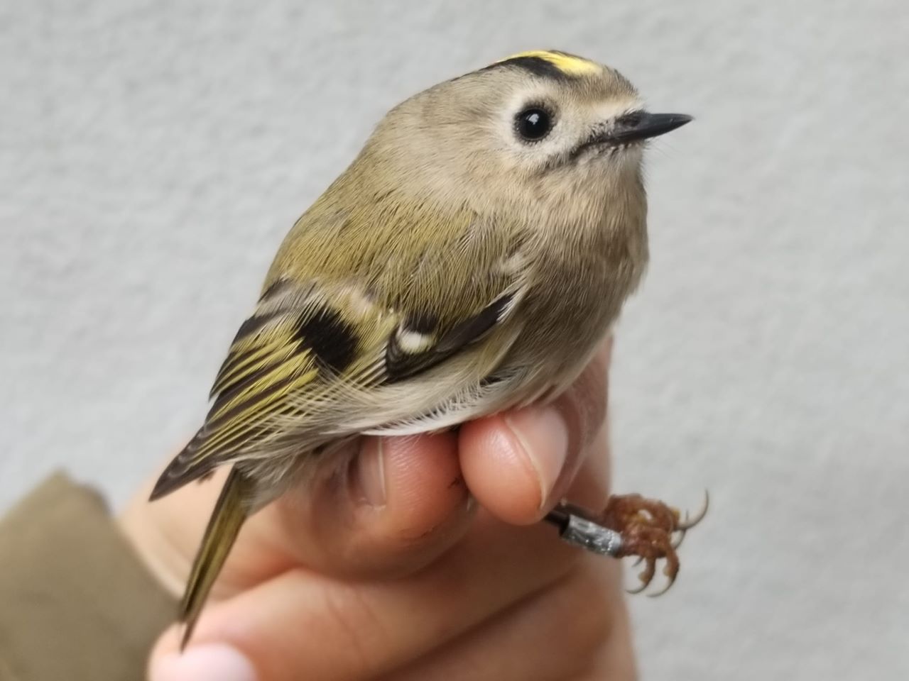 goldcrest.jpg