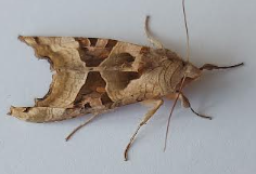 moth1 04052026