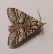 moth1 30042026