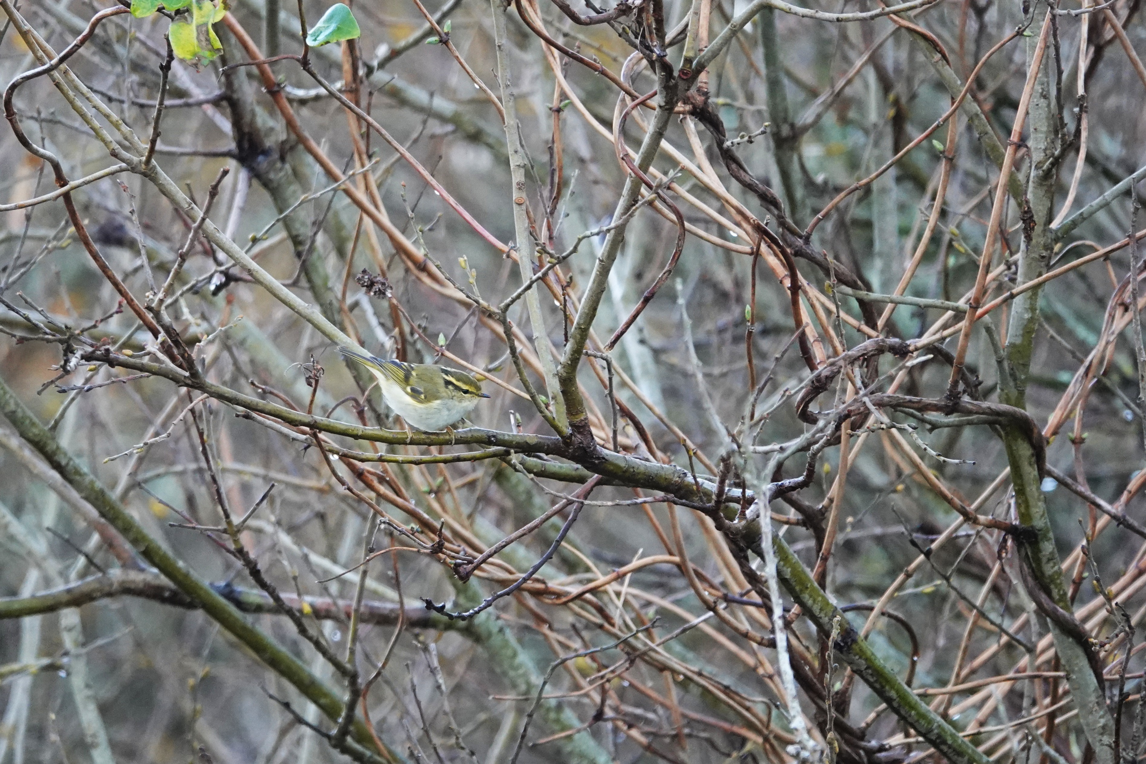 37952874 20251103122302 832178316