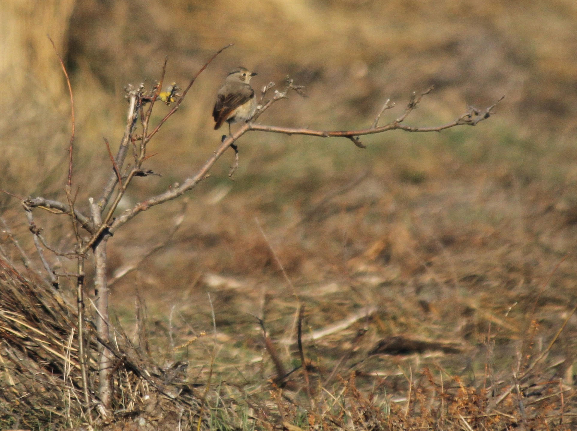 redstart.jpg