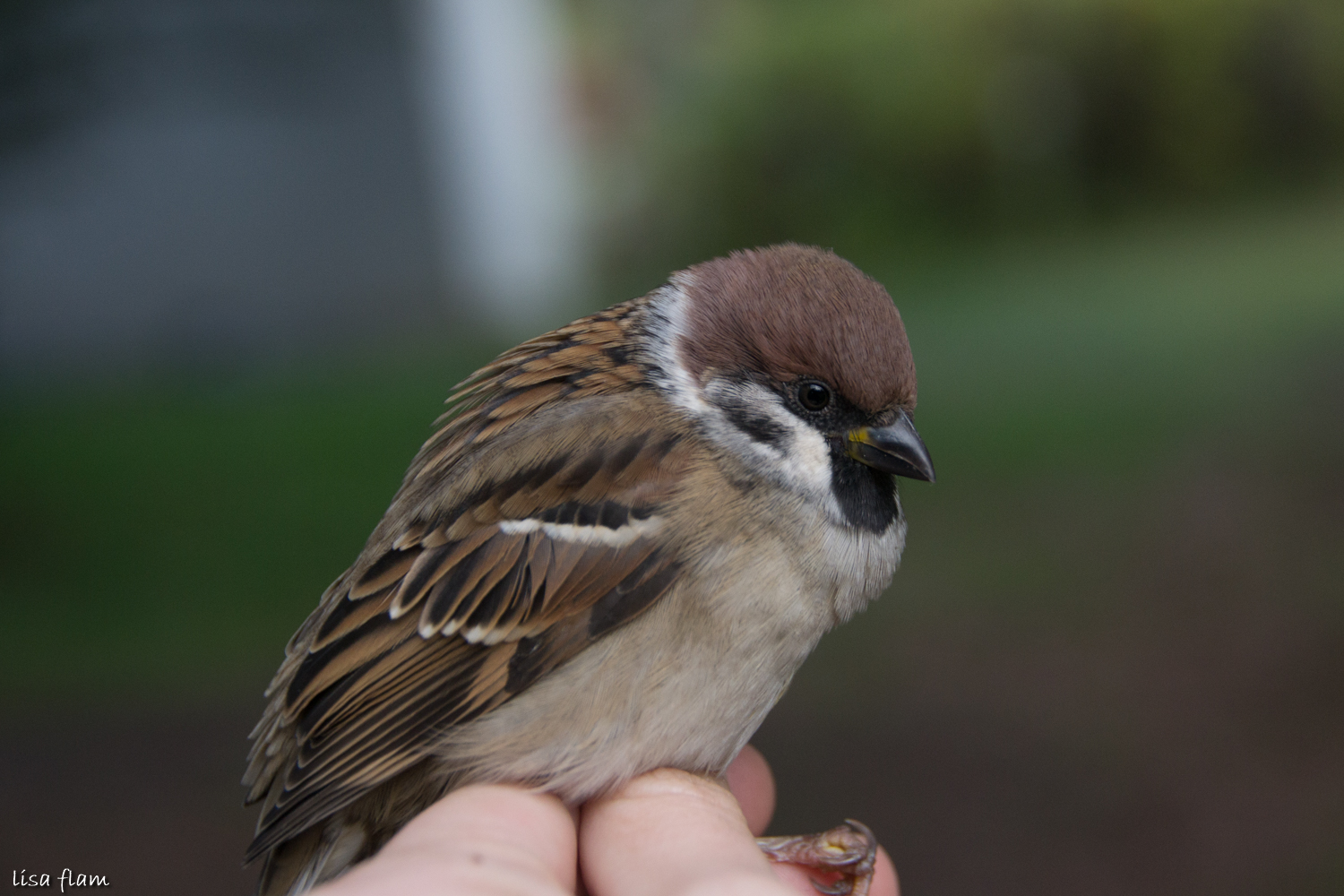 tree sparrow 1