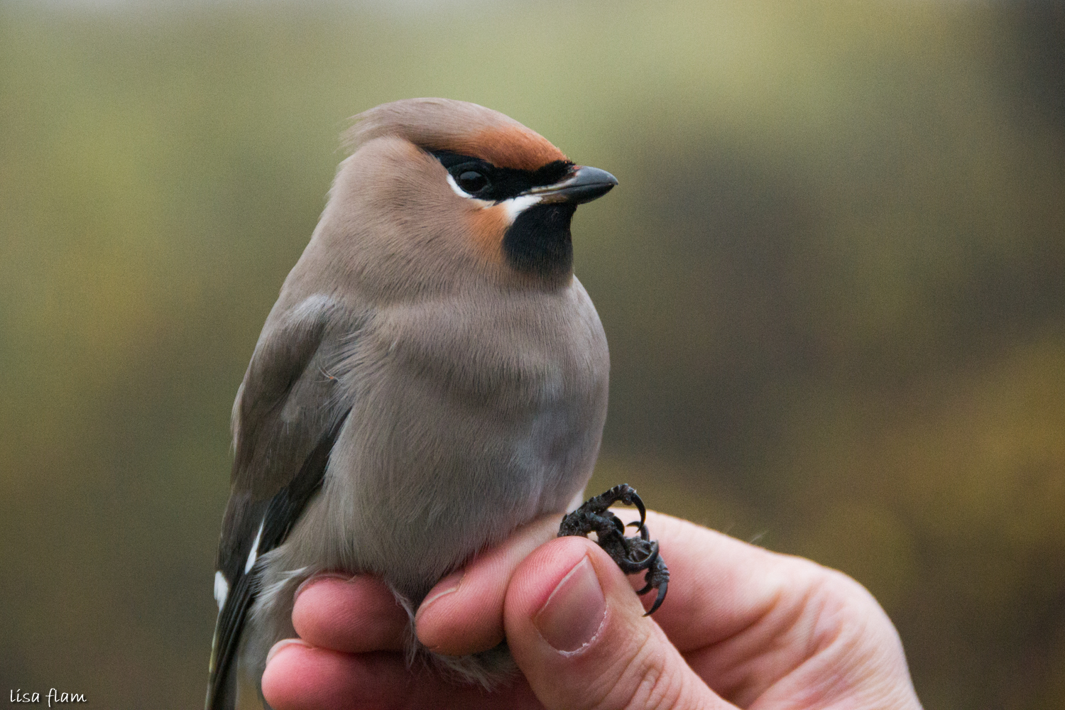 waxwing face 2 1.2