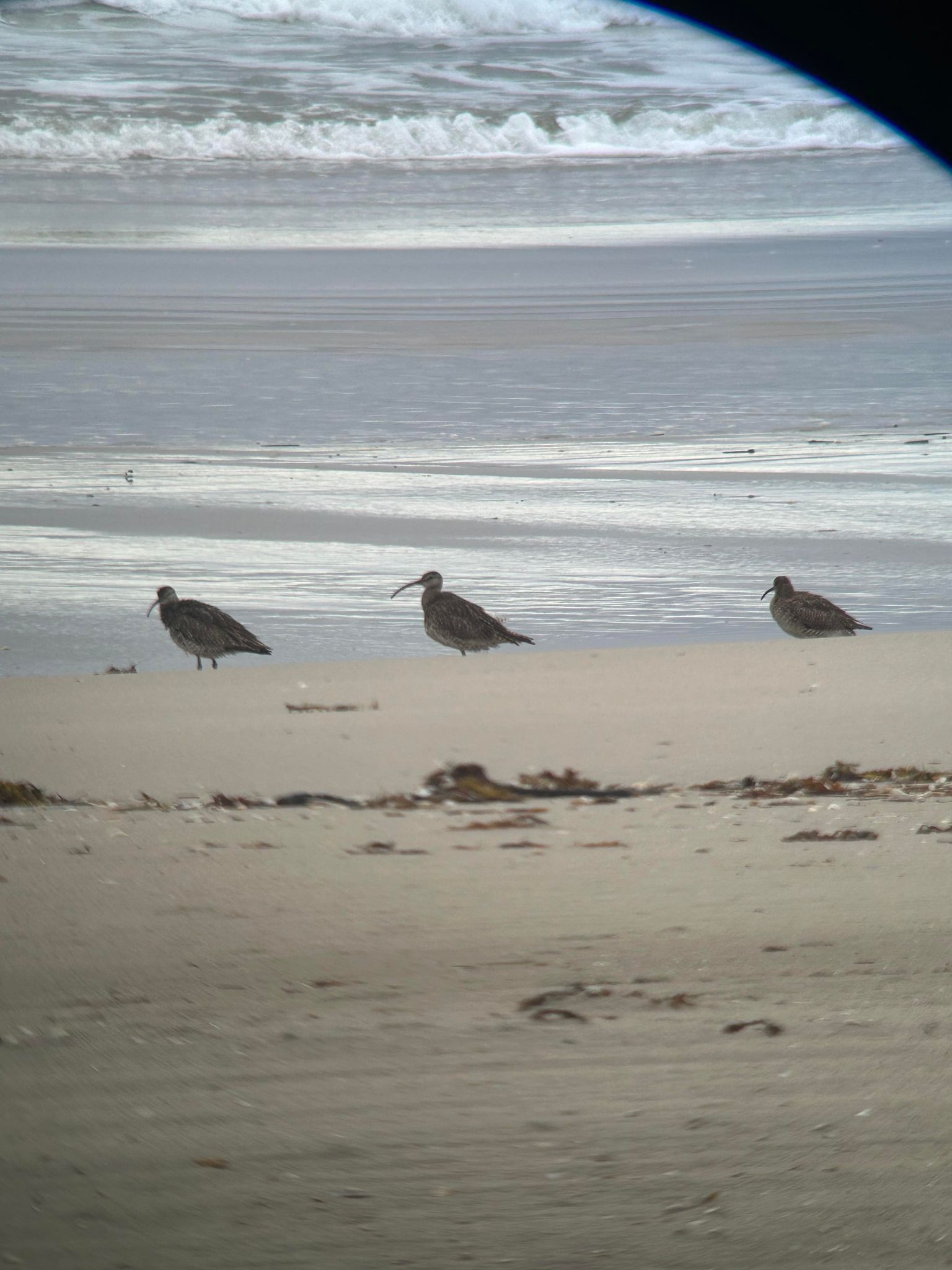 whimbrel